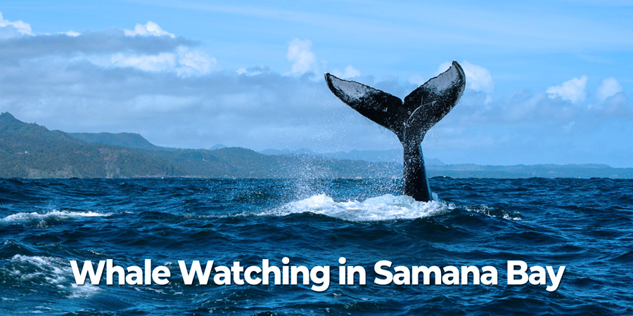 Samana Dominican Republic Whale Watching Tours.